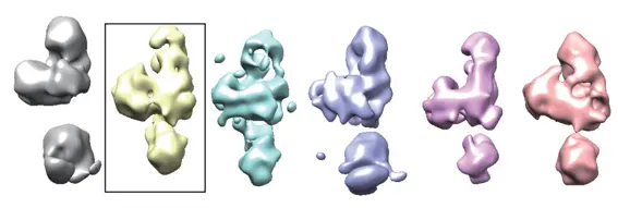 Resolving conformational heterogeneity via 3D classification.