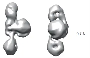 Final refined 3D density map of the protein.