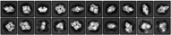 2D class averages showing distinct secondary structure features and homogeneous particle orientations from automated RELION classification.