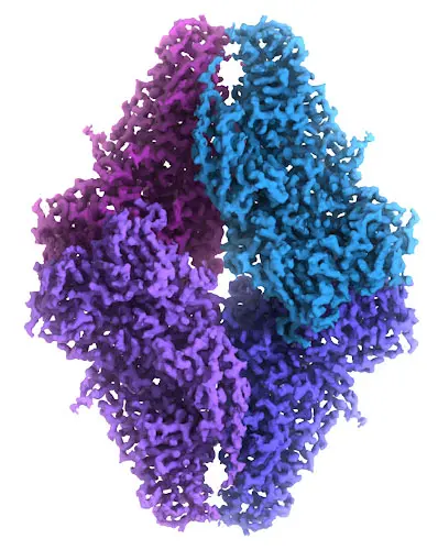 Final refined cryo-EM density map with fitted atomic model of beta-galactosidase tetramer from the end-to-end pipeline output.