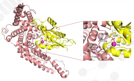 GRD&ndash;Cdc42 homology model showing conserved binding motif 1192YYR1194.