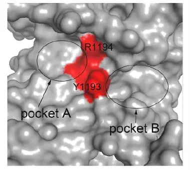 Docking results revealing two druggable pockets at the GRD&ndash;Cdc42 interface.
