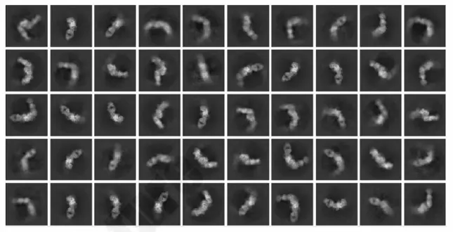 2D class averages of CDXX-antibody complex particles showing defined secondary structure features.