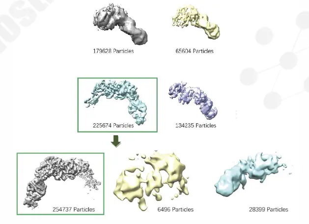 3D classification workflow refining CDXX-antibody complex from 605K to 254K particles.