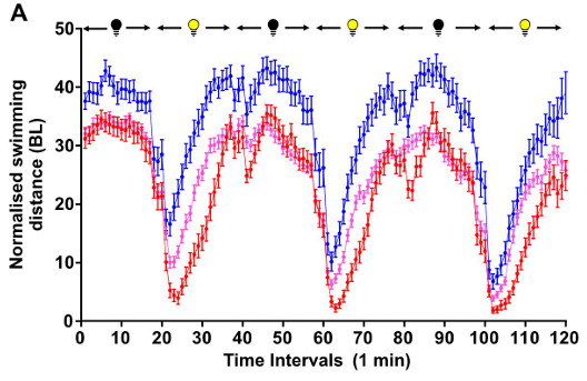 Locomotor activity time-series comparing C9orf72 genotypes across alternating light conditions.