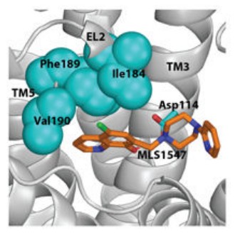 Molecular docking model of dopamine D2 receptor transmembrane region structure.