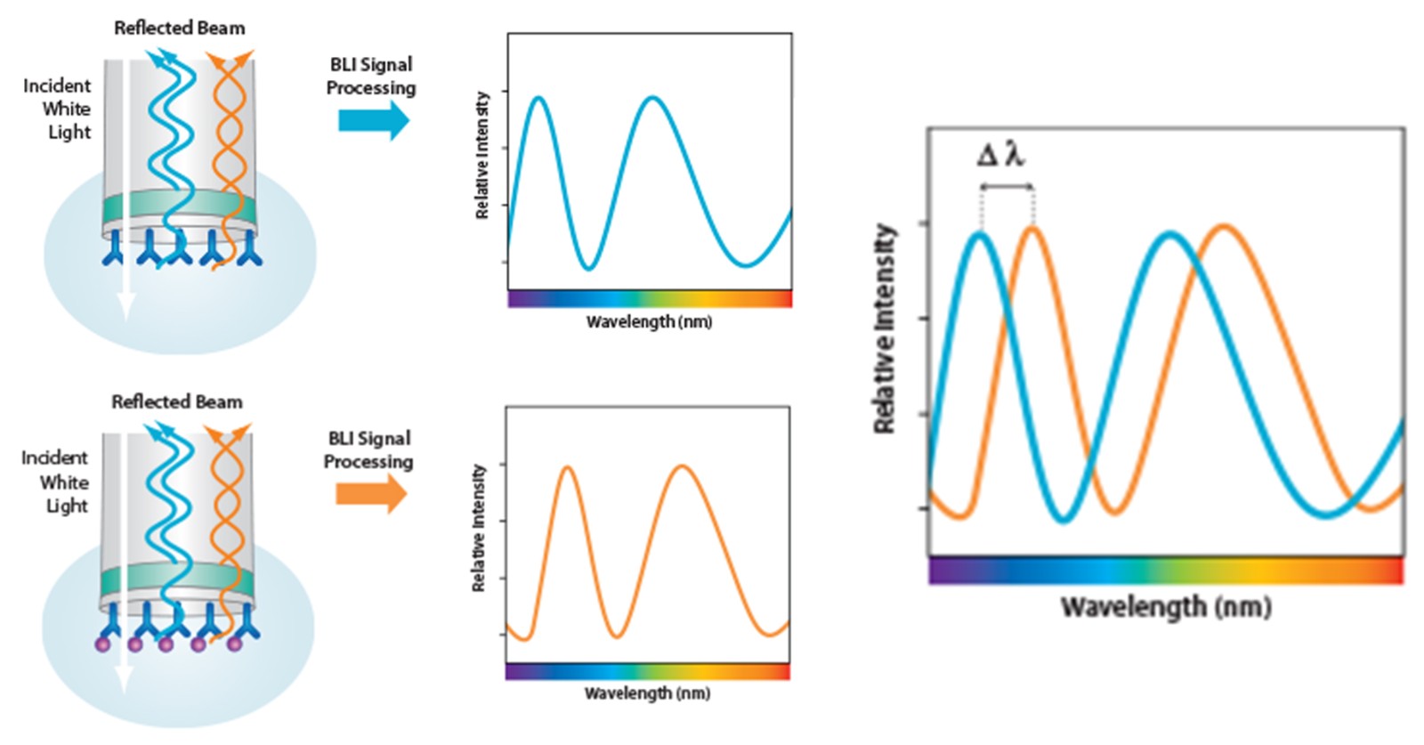 MagHelix™ Bio-layer Interferometry (BLI)