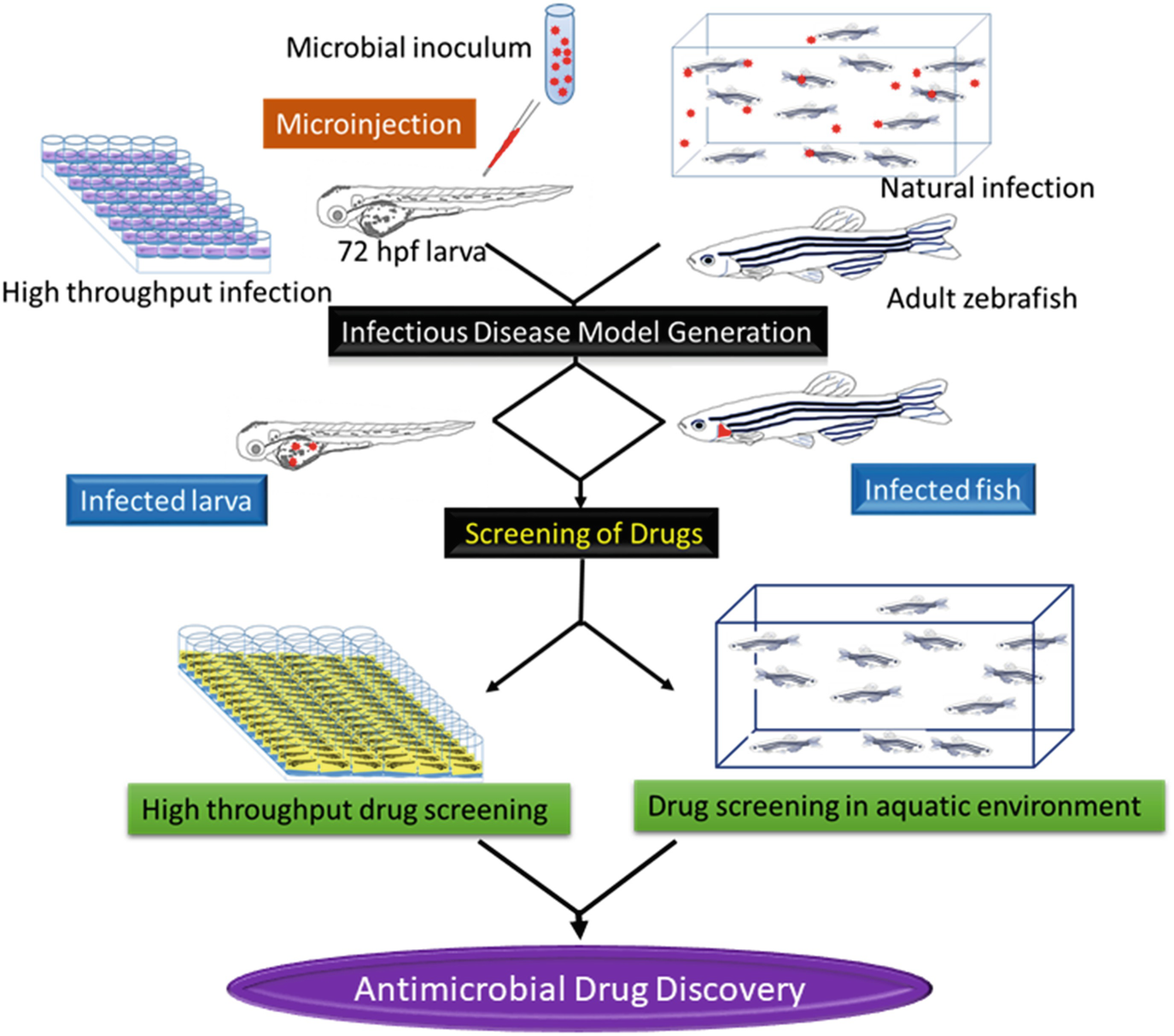 Zebrafish model system in antimicrobial drug discovery.