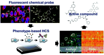 Phenotype-based HCS process for hit identification using fluorescent probe.