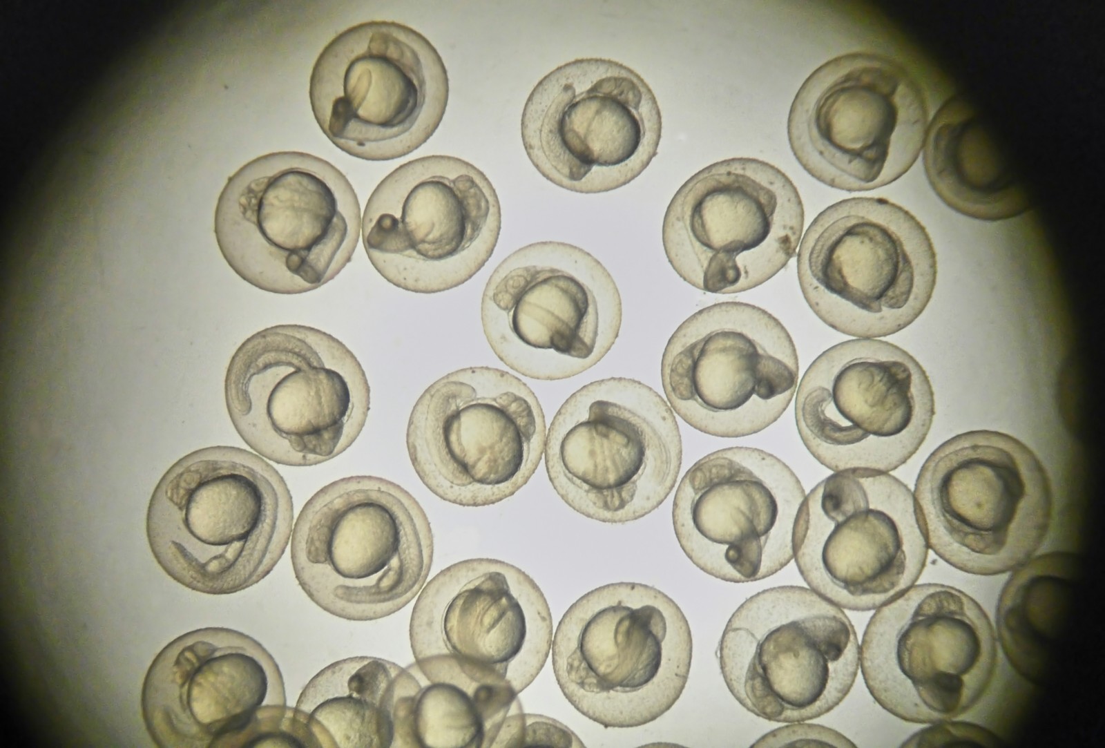 ADME-Tox Profiling 