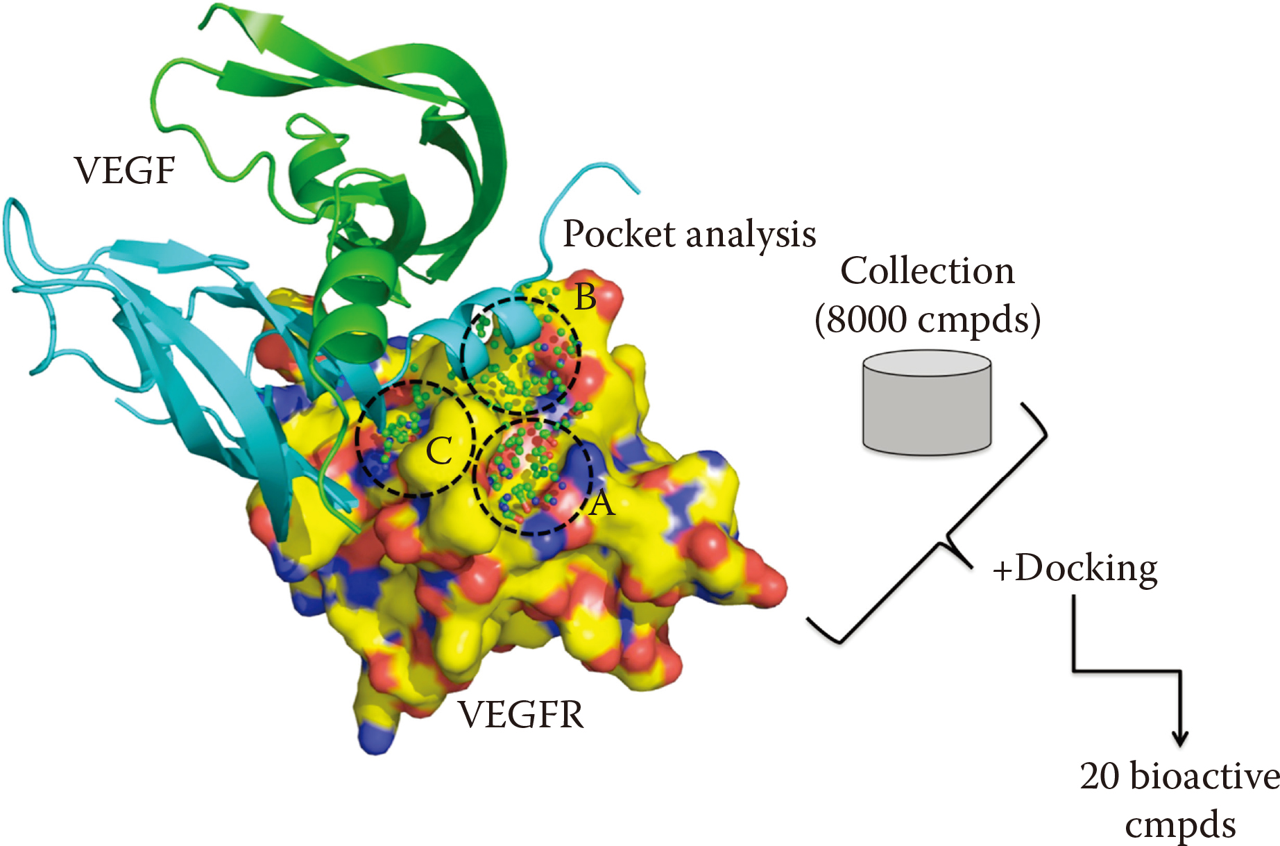 Structure-guided compound screening strategy using VEGF-VEGFR binding pockets. 
