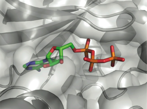 Structural Modeling of Target Molecule