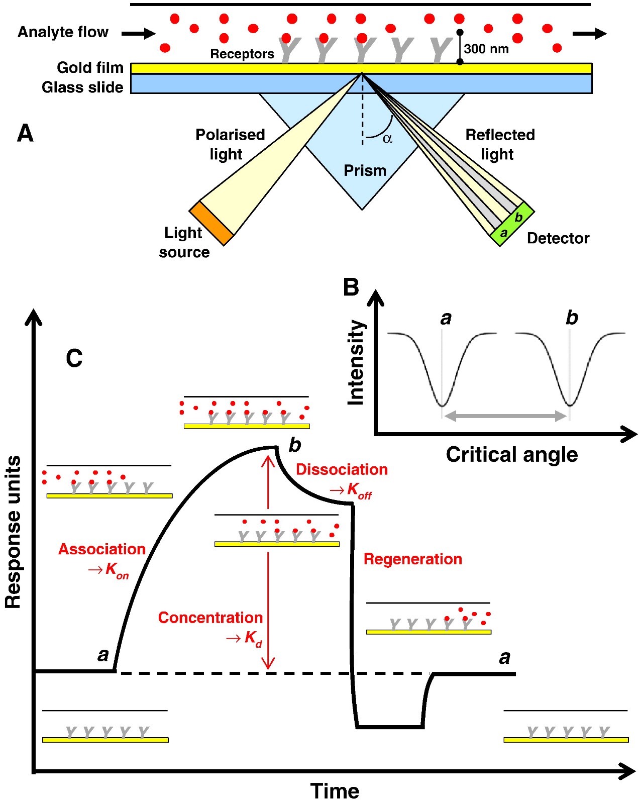 MagHelix™ Surface Plasmon Resonance (SPR)