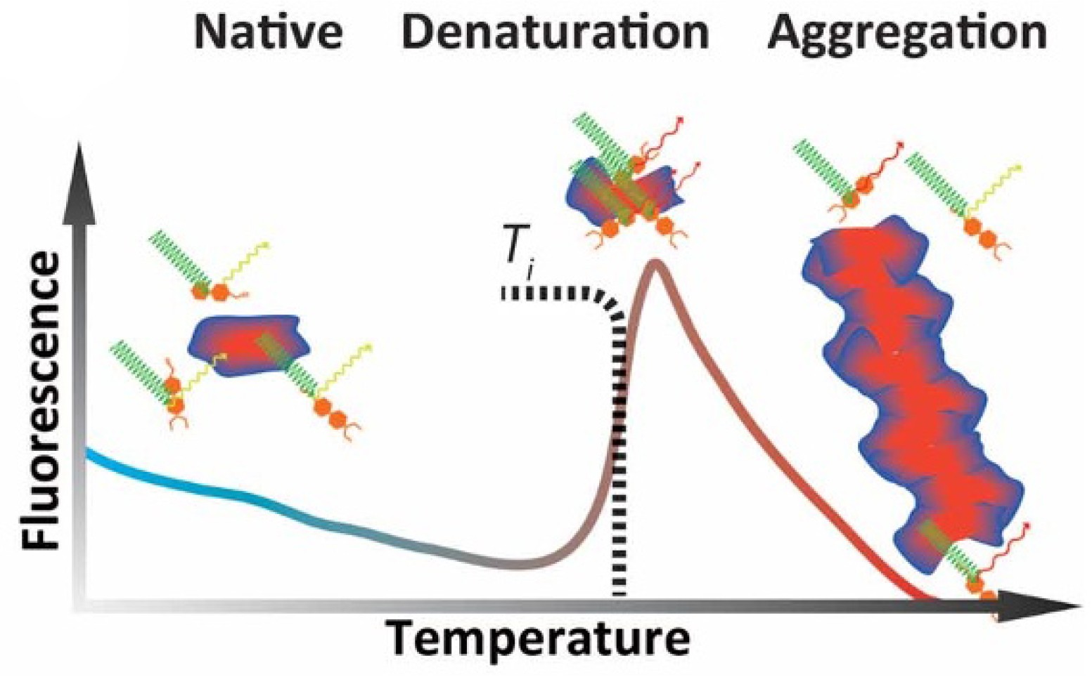 MagHelix™ Thermal Shift Assay (TSA)