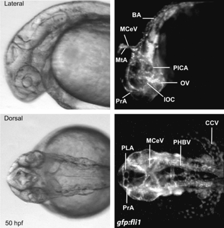 Visualization of the zebrafish embryo vasculature 