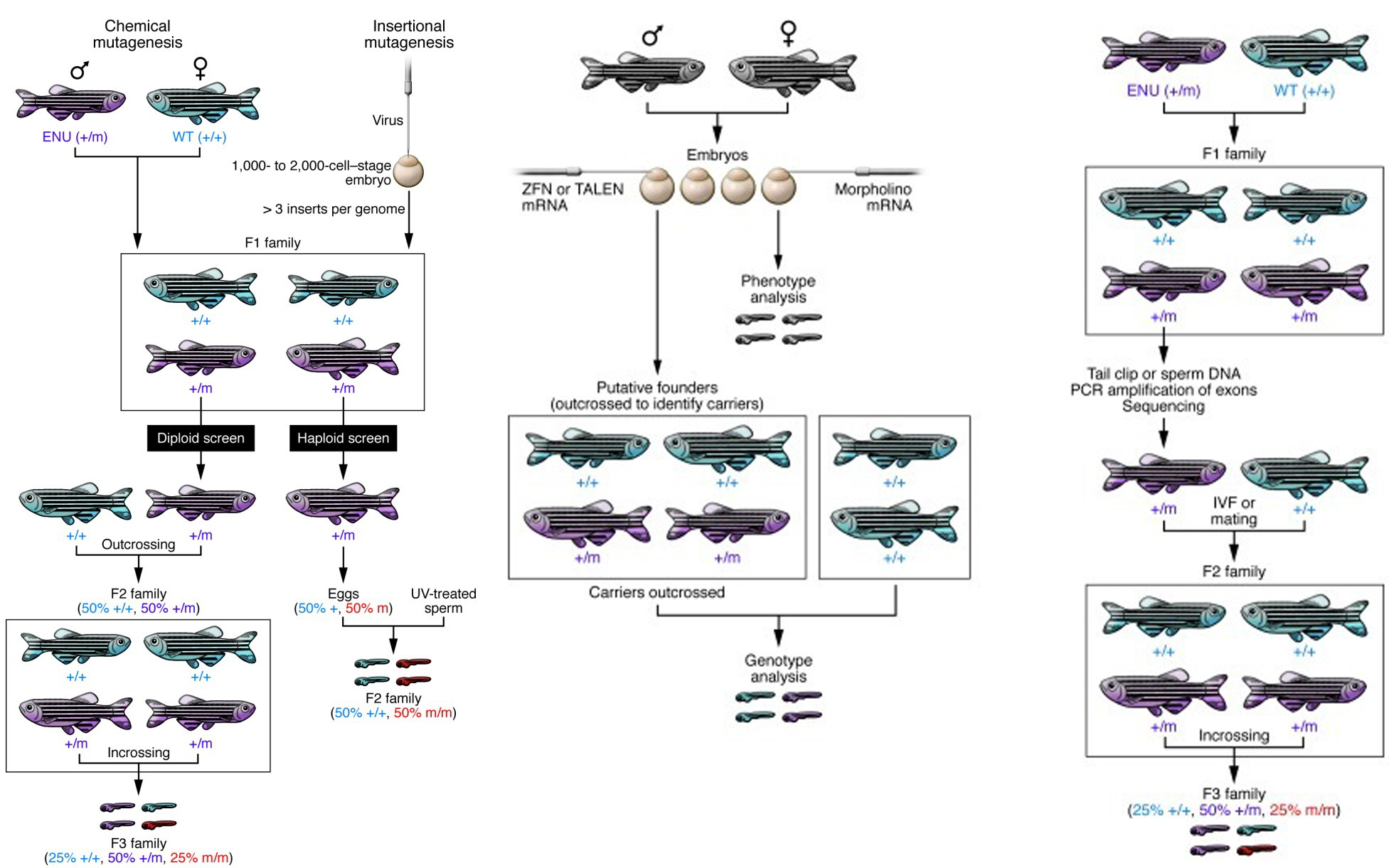 Forward and reverse genetics approaches to generate zebrafish disease models. 