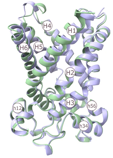 Overlay of AAC c-state models predicted by AlphaFold2 and AlphaFold3