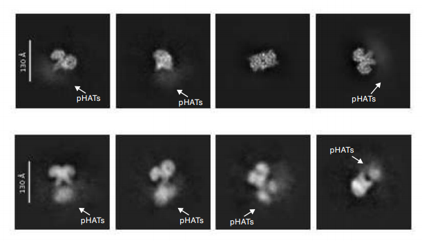 2D classes reveal ordered catalytic cores
