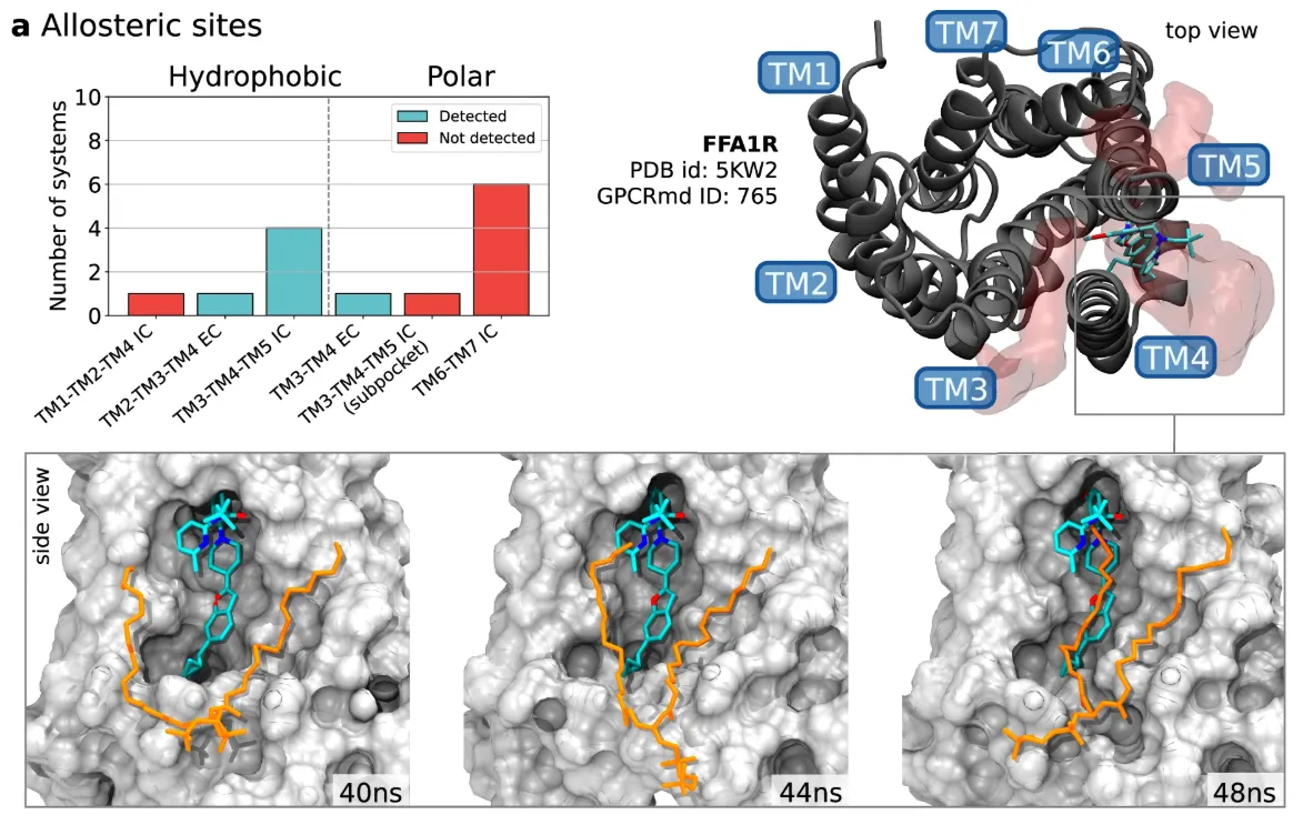 Lipid insertions in allosteric ligand-bound receptors