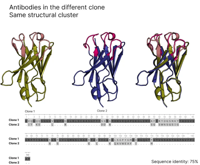 Structural and sequence alignment of two structurally similar antibody models