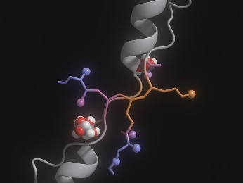Side-chain rotamer adaptation at a kinase gatekeeper residue during flexible docking.