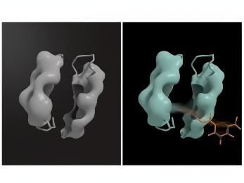 Backbone remodeling and cryptic pocket opening upon ligand binding in induced-fit mode.