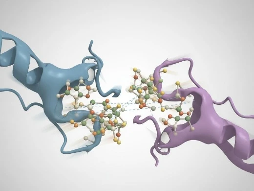 Interface refinement capturing side-chain and loop conformational changes upon binding.