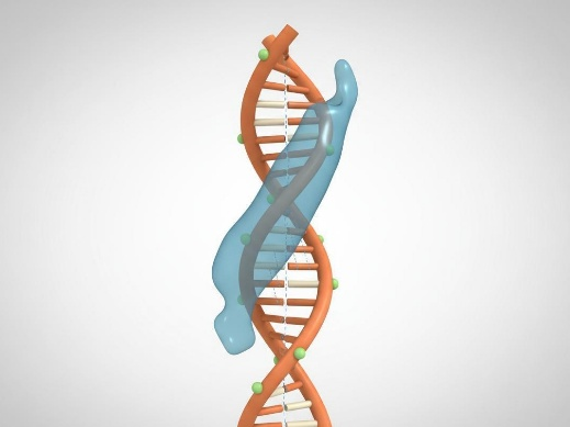 Sequence-specific transcription factor-DNA complex with major groove hydrogen bonding.