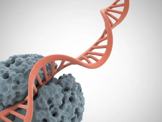 Bent DNA double helix wrapped around a protein with nucleic acid backbone flexibility.