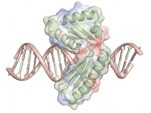 Protein-Nucleic Acid Interaction Modeling