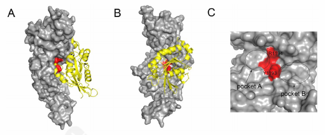 Surface and cartoon views of the GRD&ndash;Cdc42 binding interface with conserved pockets Y1193 and R1194 highlighted.