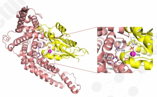 Cartoon model of the GRD&ndash;Cdc42 complex showing the conserved 1192YYR1194 motif and GDP-binding pocket.
