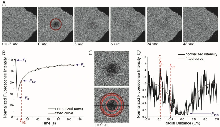 FRAP technique applied to plasma membrane dynamics