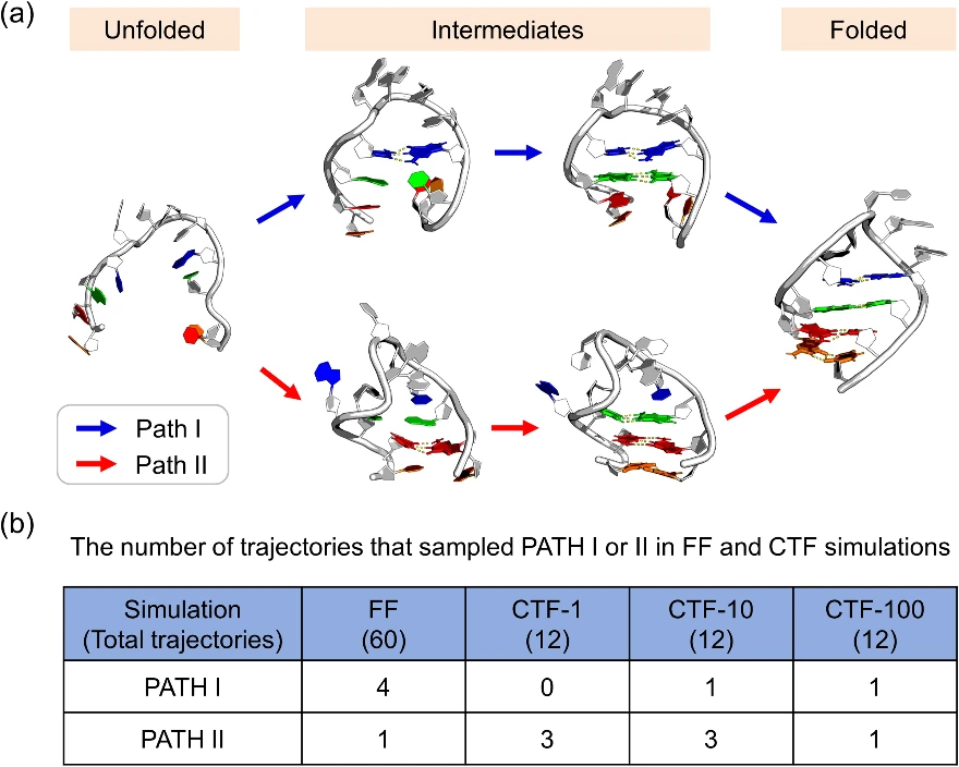 Folding pathway divergence of RNA hairpin 1ZIH