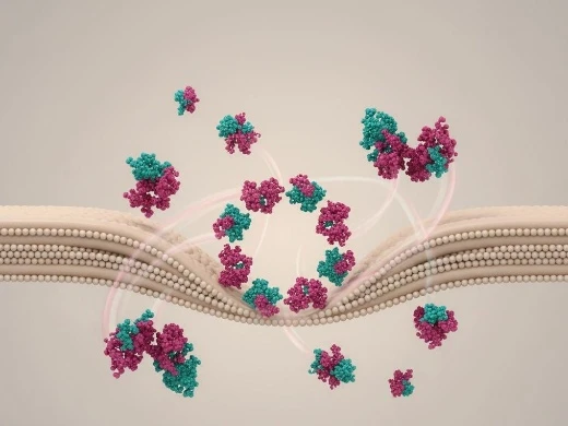 Large-scale CG self-assembly simulation of membrane remodeling and protein complex formation on microsecond timescales.