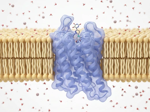 Membrane protein embedded in lipid bilayer with water molecules illustrating GPCR or ion channel dynamics.