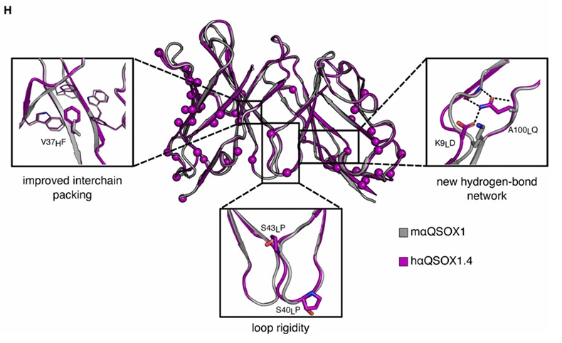 Structural alignment of CUMAb-humanized antibody
