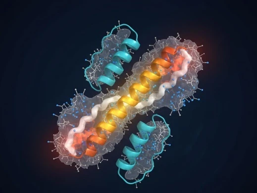 Humanized antibody model highlighting vernier zone and framework residue optimization around CDR loops.