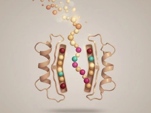 MHC-II peptide binding affinity heatmap and ADA immunogenicity risk scoring across humanized antibody variants.