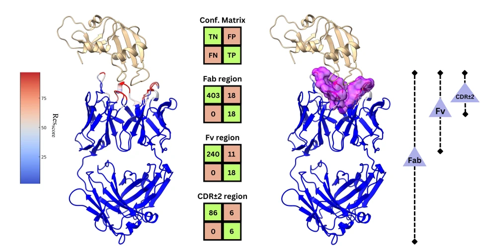 Predicted paratope binding sites and confusion matrices