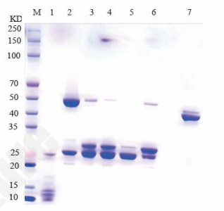 SDS-PAGE gel showing electrophoretic separation of digested antibody fragments under reducing conditions.