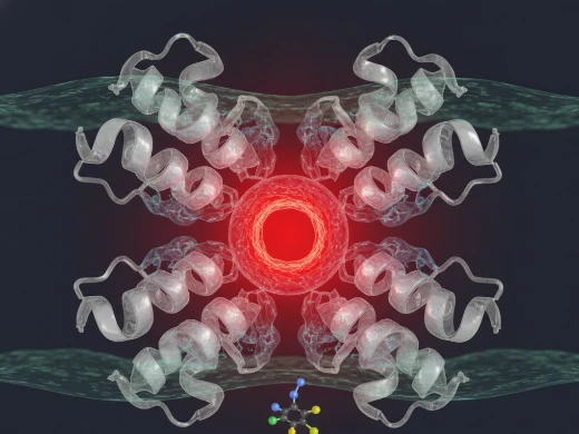 hERG channel state modeling showing drug binding poses in open and closed conformations.