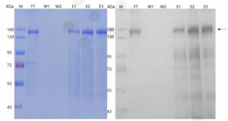 Purified R1 complex analysis showing specific elution from anti-B antibody affinity resin.