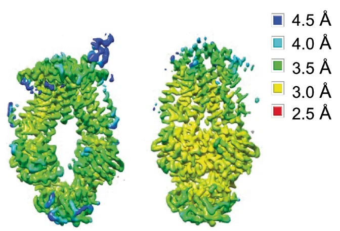 Local resolution maps of the inward- and outward-facing states of MalFGK2 in native DeFrNDs.
