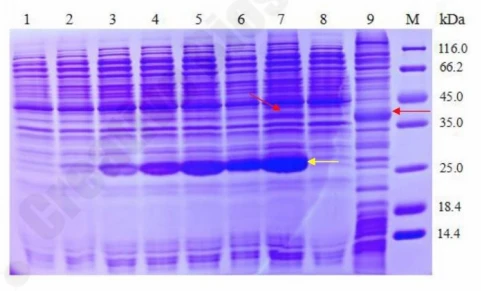 Nanodisc concentration optimization showing F2 receptor solubilization efficiency at increasing nanodisc concentrations.