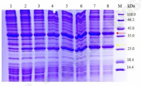 Precipitation analysis confirming reduced F2 aggregation at optimal 120 &micro;M nanodisc concentration.