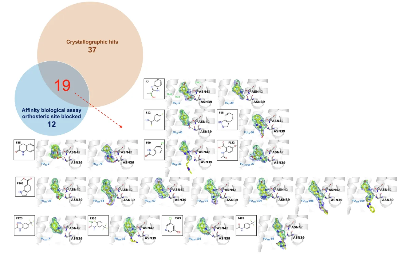 Follow-up compounds/fragments targeting the intracellular binding site of tsA2AR validated by X-ray crystallography and affinity biological assays.