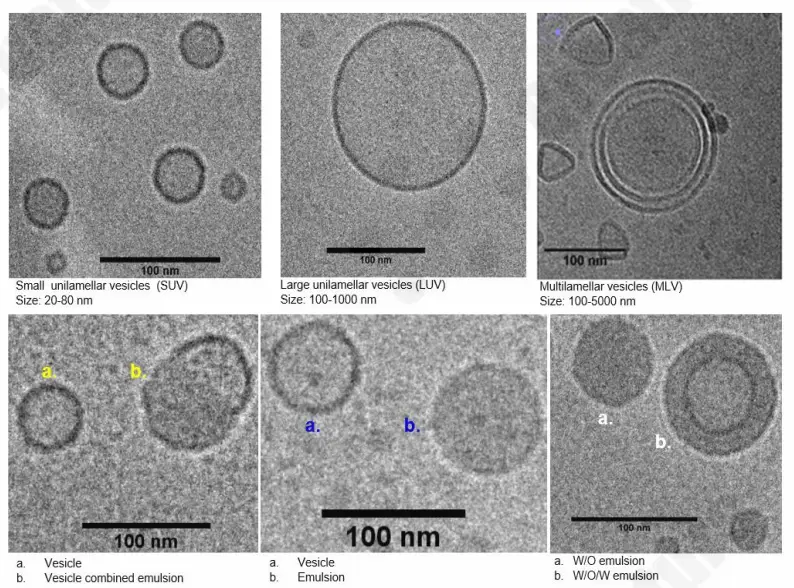 Representative particle morphology overview showing SUV, LUV, MLV, and emulsion droplets analyzed by Cryo-TEM.