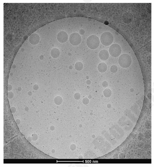 Cryo-TEM micrograph of emulsion sample showing W/O and W/O-in-water multilamellar structures.