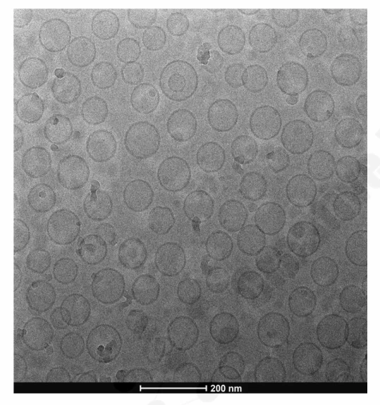 Cryo-TEM micrograph of vesicle sample showing small unilamellar, large unilamellar, and multilamellar vesicles.